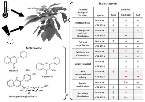 Capsicum Leaves under Stress: Using Multi-Omics Analysis to Detect ...