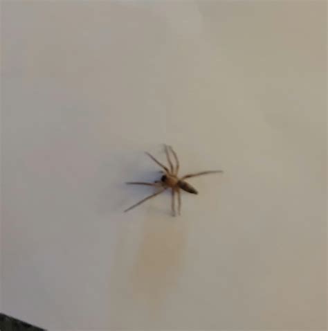 Baby Brown Recluse Spiders Violin Spider African Snakebite Institute