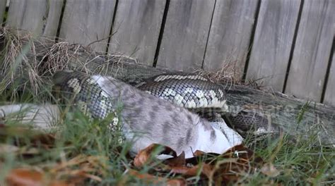 Image result for Python Snakes Eating Cats