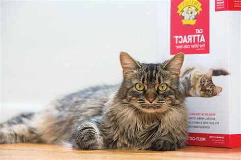 Dr. Elsey's Precious Cat Attract Clumping Clay C