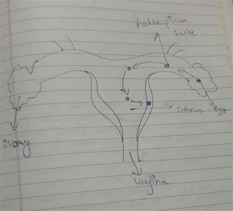 Draw a labeled diagram of the human female reproductive system. (a ...