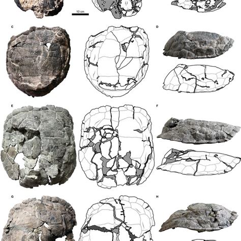 Image result for Turtle Shell Scutes