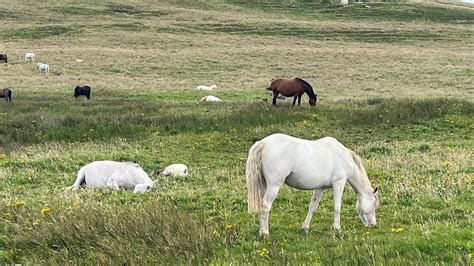 Horse Lifespan: Discovering How Long Horses Live