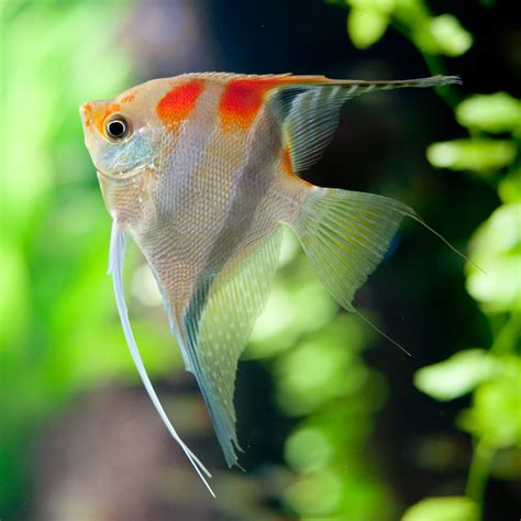 Freshwater Angelfish