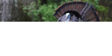 Seasons and Bag Limits | Game Commission | Commonwealth of Pennsylvania