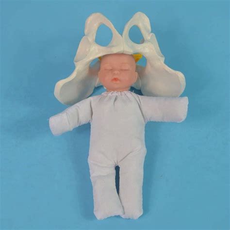 Buy Midwifery Training Model, Female Pelvis Childbirth Model ...