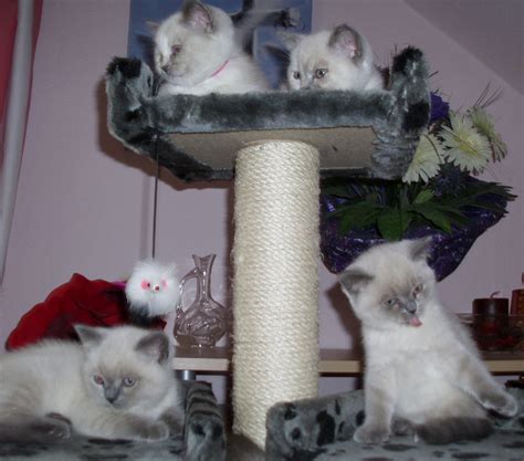 Deckkater BKH blue point reinrassig Blutgr in Lemgo | Tiere | Kleinanzeigen