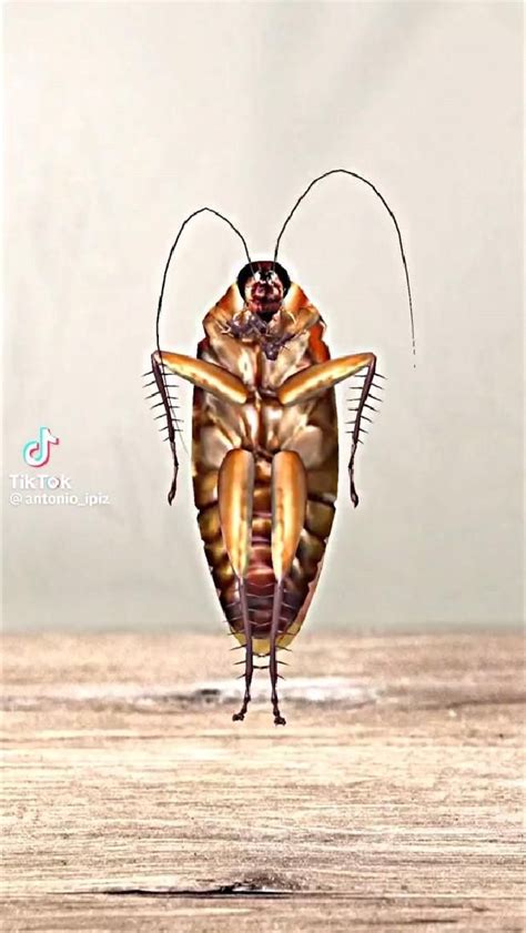 Cockroach Meme Invasion 的图像结果