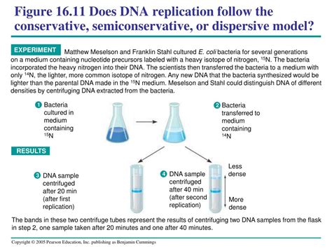 Conservative DNA Replication 的图像结果