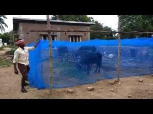 buyagain Animal Mosquito Net 20x15 Ft - Cow Shed Machardani | Mosquito ...