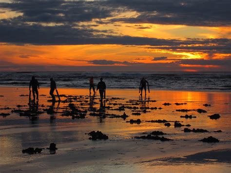 Image result for Razor Clam Digging
