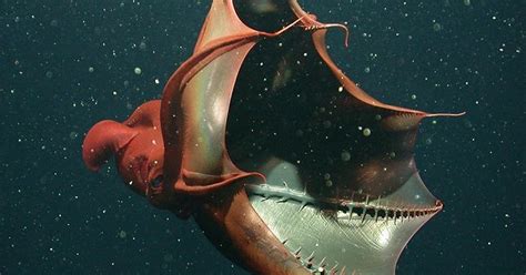 Squid Ink Pasta 的图像结果