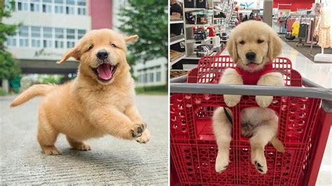 Funny Golden Retriever Puppies Funny Golden Retriever Dog Excessive