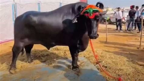 One look at Anmol and we know why it is the most expensive buffalo in ...