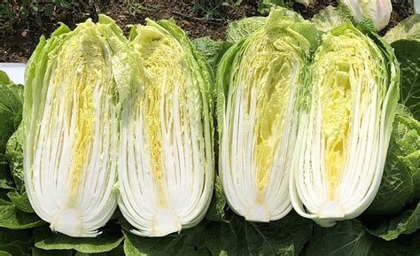Chinese Napa Cabbage