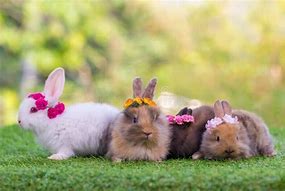 Image result for Newly Born Rabbits