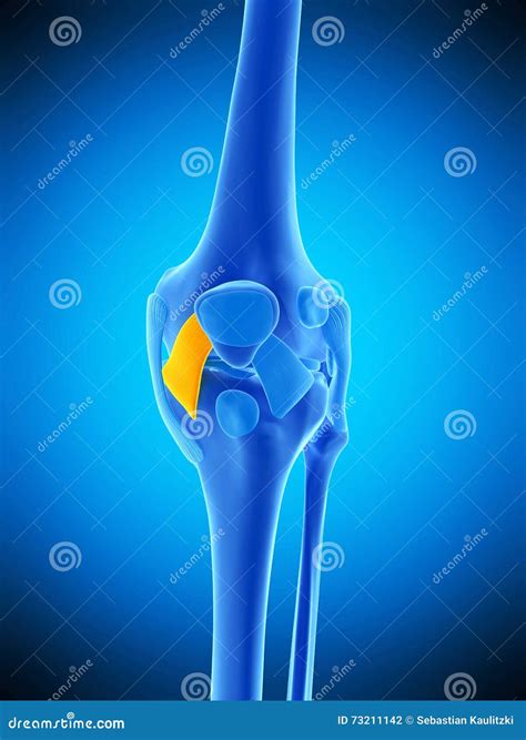 The Medial Patellar Ligament Stock Illustration - Illustration of anterior, blue: 73211142