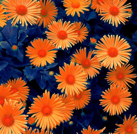 Orange flowers - blue background | Orange wedding flowers, Orange ...