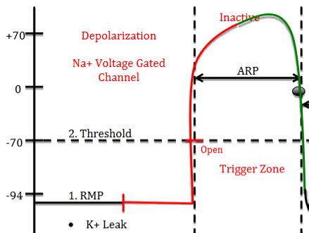 Image result for Skeletal Muscle Action Potential Graph