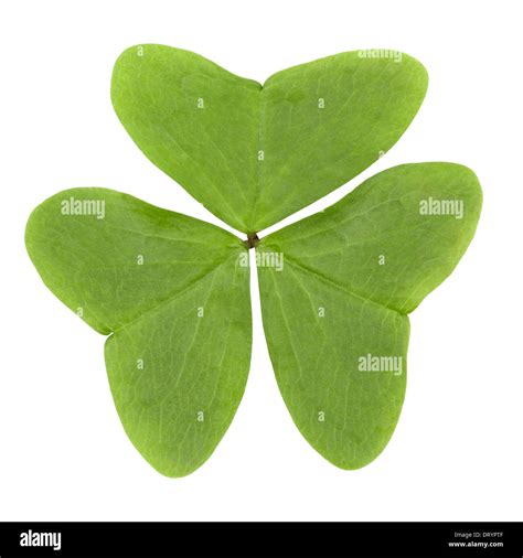 3 Leaf Clovers 204 3 Leaf Clover Stock Photos, High Res Pictures, And