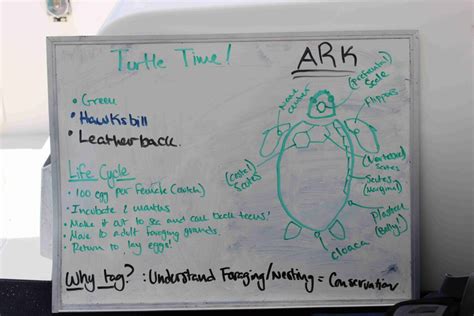 Loggerhead Turtle Predators 的图像结果