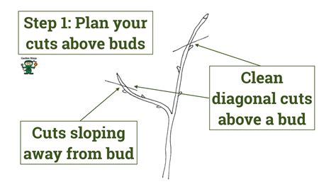Apple Tree Pruning Guide 的图像结果