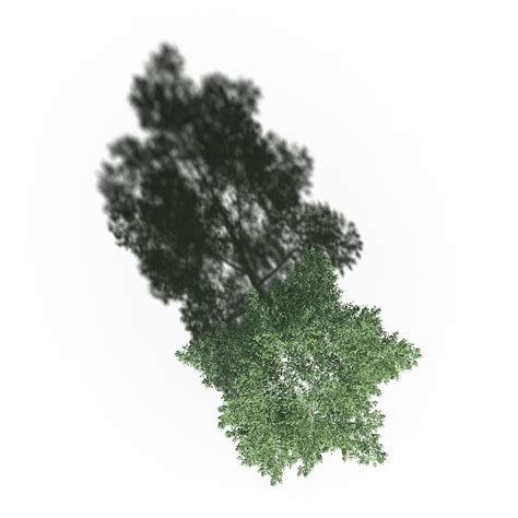 Trees elevation png Images - Free Download on Freepik