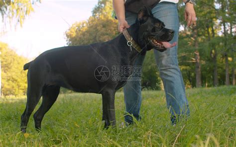 大黑狗及其在公园的主人女人把狗高清图片下载-正版图片504586079-摄图网