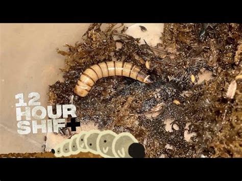 Maggots appear within 12 hours ! - YouTube