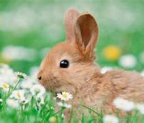 Image result for Cute White Bunny Right Side View