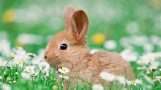 Image result for Cute Bunny in a Grass Field with Flowers