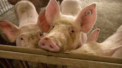 African Swine Flu confirmed yet again; 181 pigs culled in Kottayam ...