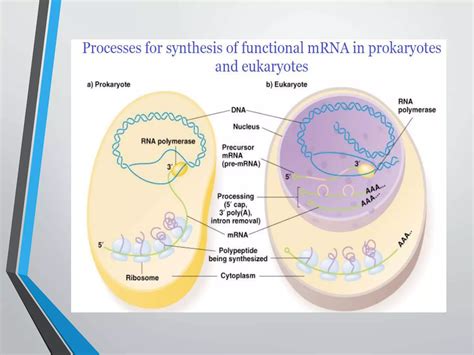 RNA Processing Steps 的图像结果