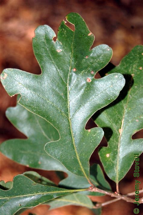 SFA Dendro - Fagaceae Quercus stellata - post oak (Lab 5)