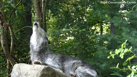 Image result for Wolves Howling Ten Hours
