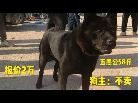 逛狗市遇到一只顶级五黑犬，直接报价2万，未能拿下！