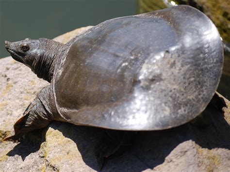 Image result for Turtle Color