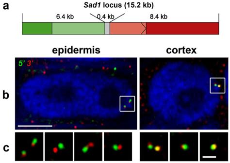 Insights into Chromatin Structure and Dynamics in Plants