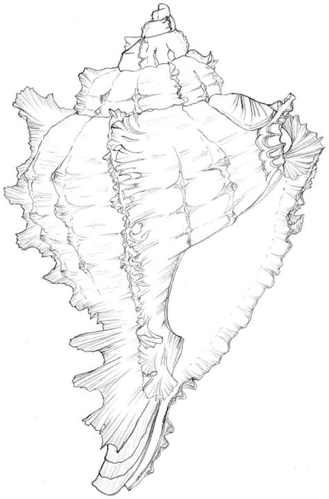 Image result for Dream Conch Shell Pattern