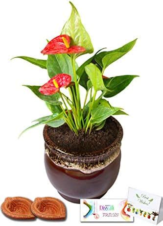 Rolling Nature Diwali Gift Combo of Good Luck Air Purifying Exotic ...