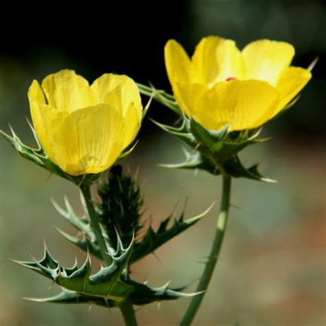 ATLAS of Medicinal Plants In Gandhamardan