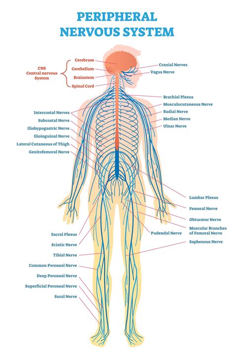 Peripheral Nervous System (PNS): Parts and Function