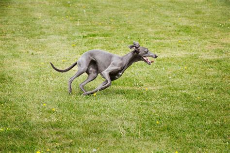 Greyhound Dog Running Speed