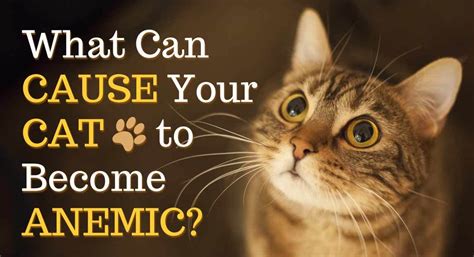 Anaemia In Cats – Petsworld