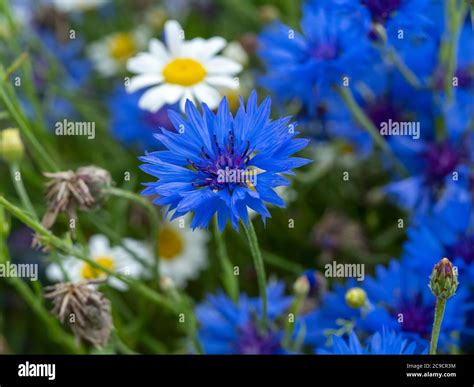 Closeup of a blue cornflower, Centaurea cyanus, in a mixed flower ...