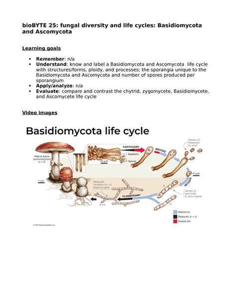 Basidiomycete Life Cycle
