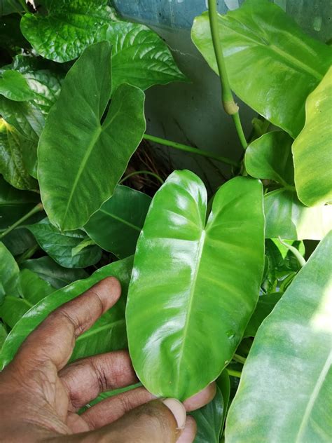 Types Of Philodendron With Pictures And Names - Form example download