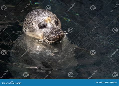 Grey Seal in Water Portrait Stock Photo - Image of ocean, seal: 250033032