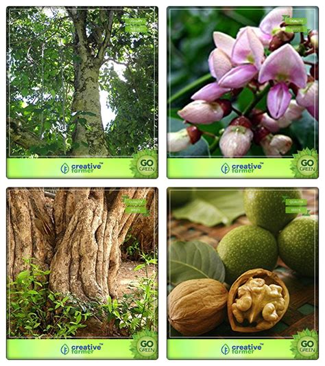 Buy Creative Farmer Tree Combo Gmelina Arborea,Pongamia Pinnata ...
