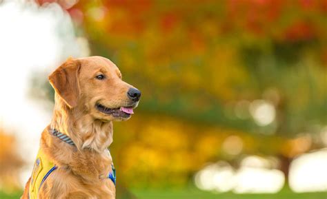 Dog Breeders in Kolkata | Dogs For Sale in Kolkata | PuppyWala – Dog ...